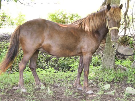 She is very sweet and in your pocket. . Horses for sale in michigan